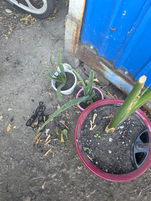 Отдам даром цветы