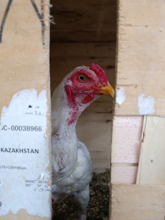 Продам Дакан сентябр