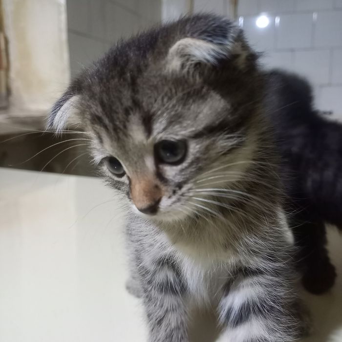 Вислоухий котёнок 1,5 мес мальчики