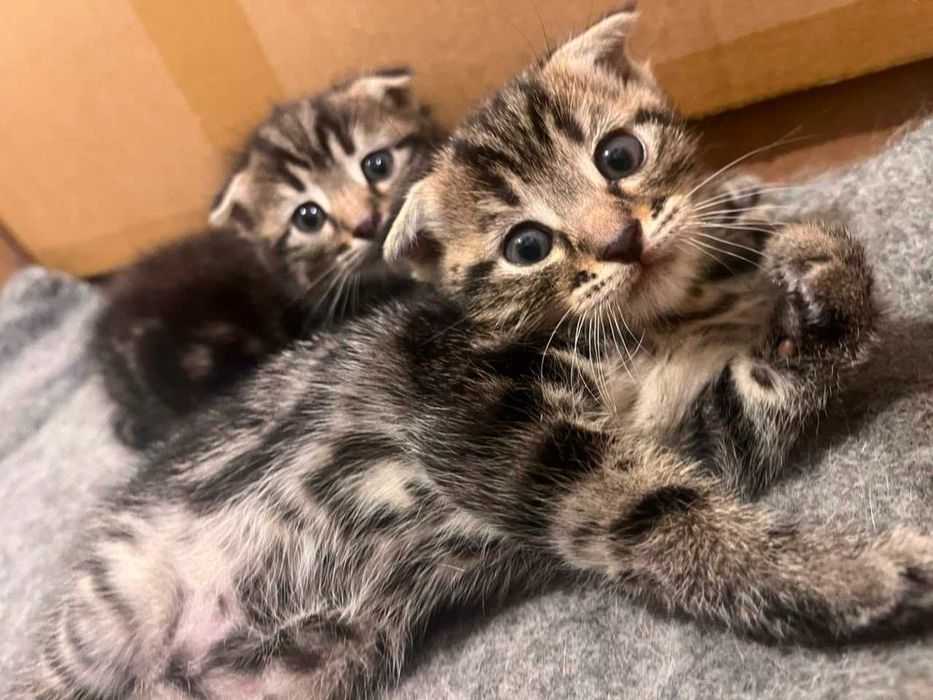 Котята в добрые руки