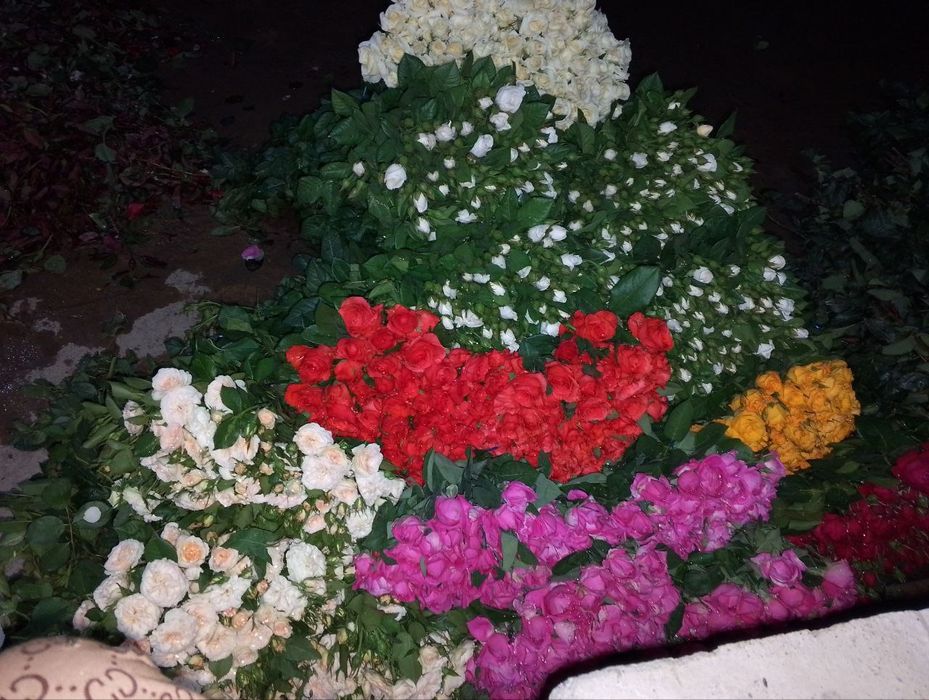 Atirgul ko'chatlari dexqonchilik