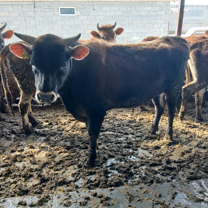 Бычки Джерсейской породы