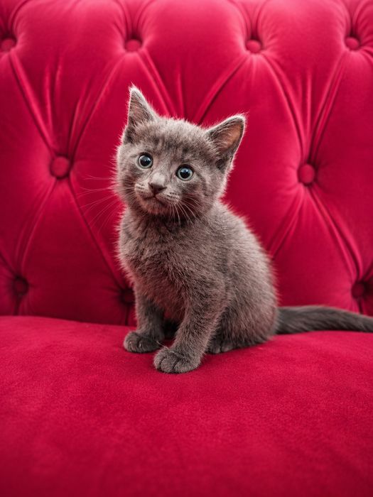Отдам котят за шоколад