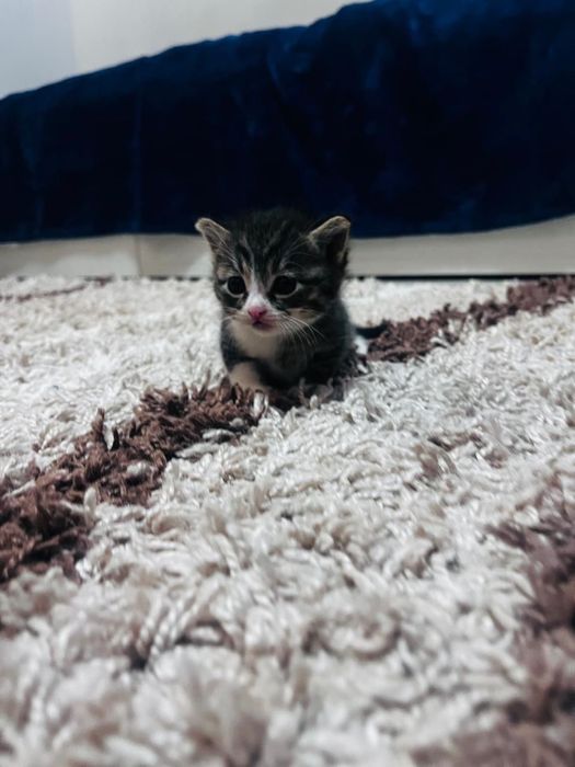 Кошка и котенки