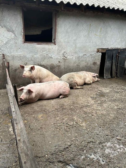 Продавам прасета