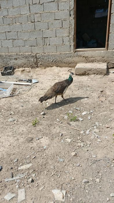 Павлин ұрғашысы 1 жасар и 8 айлық бар