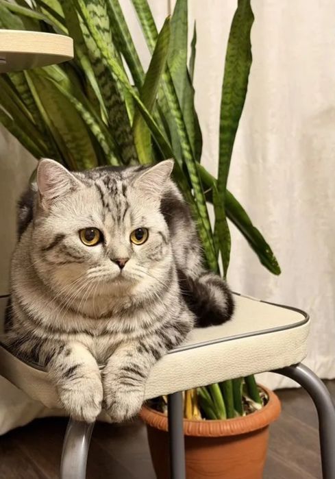 Опытный кот на вязку