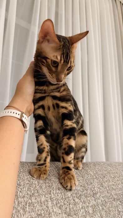 Кот Бенгал 6 месяцев