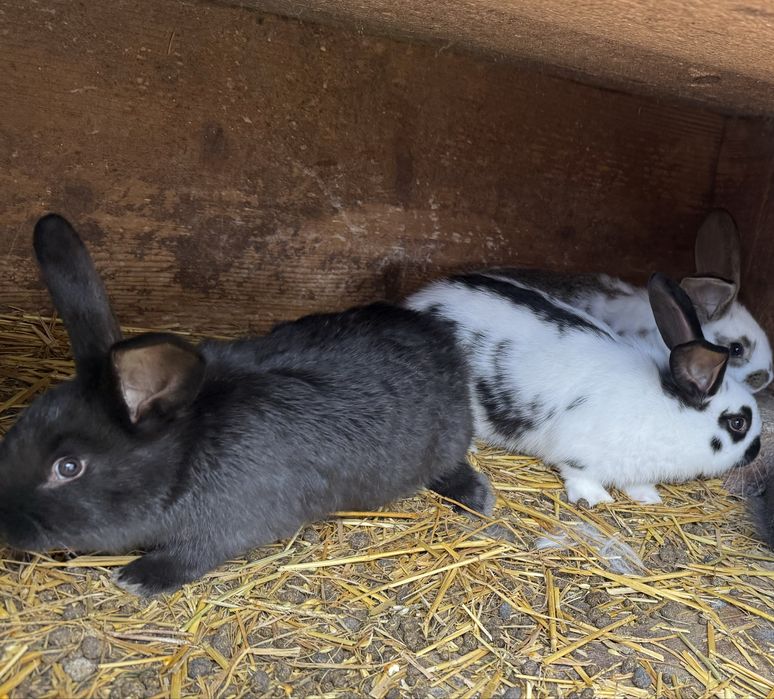 Vând iepuri metiș Hycole Francez