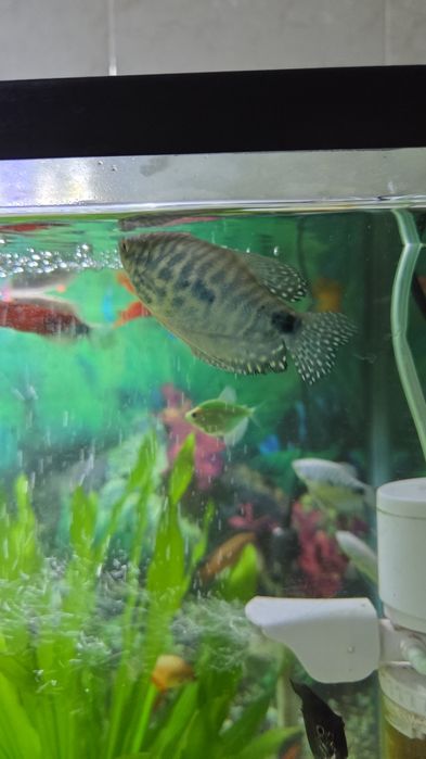 Рыбка Гурами мраморный