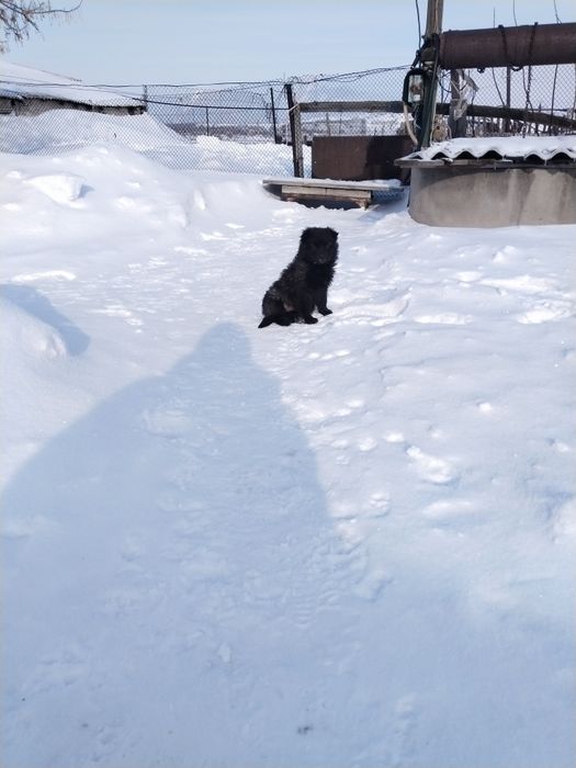 Щенок от мамы немецкой овчарки