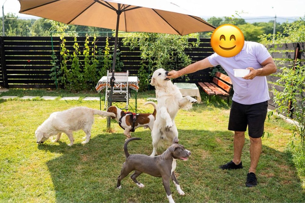 Pensiune Canina ,Pisicuțe și orice animalul de companie "HOME"