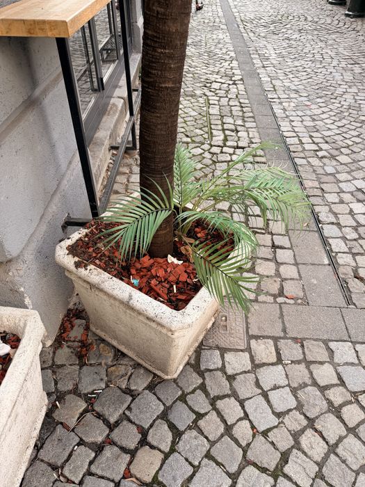 Изкуствена палма