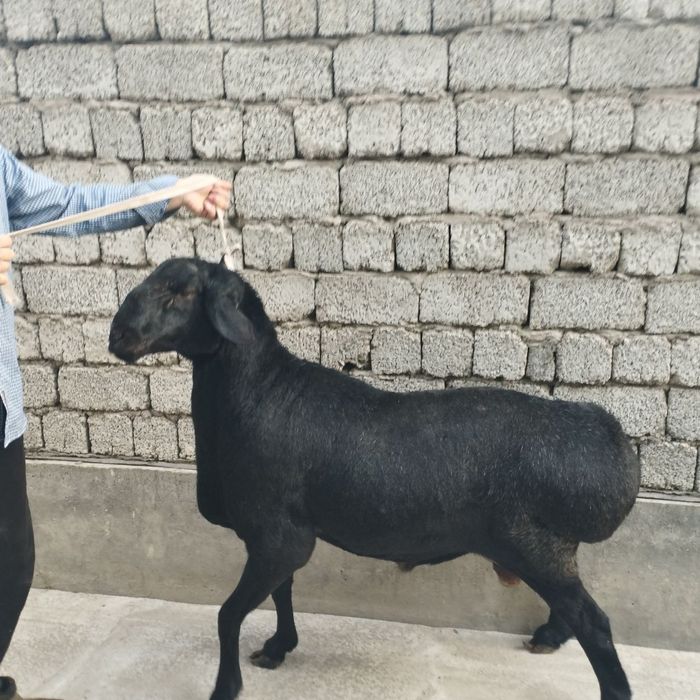 Ayol tanasining eng seksual qismi