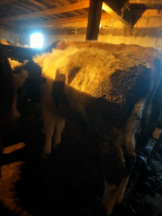 Продам 2 корову 2 бычка