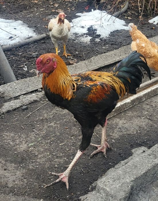 Дакан. Конец мая.