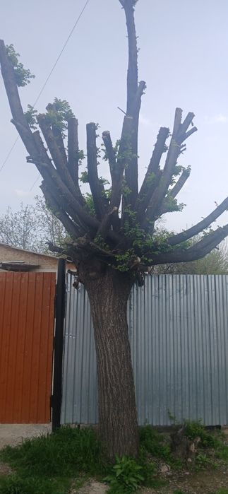 Бесплатно кара агаш   район талчек