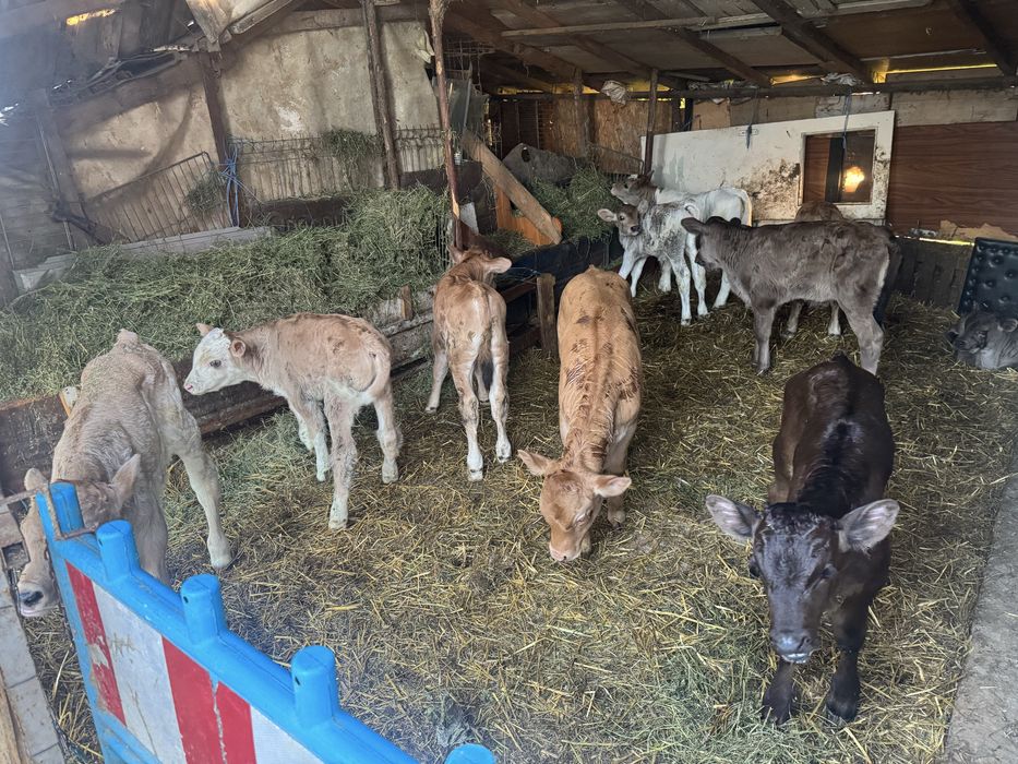 Vitei taurasi si vitele de prasila sugari si intarcati