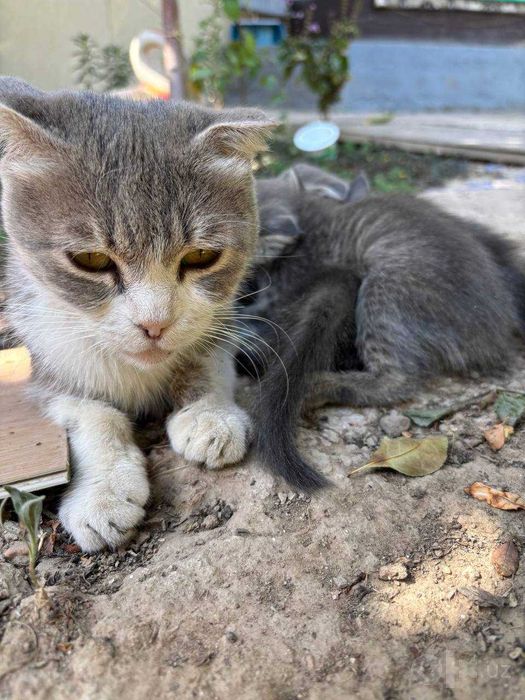 Вислоухие котята