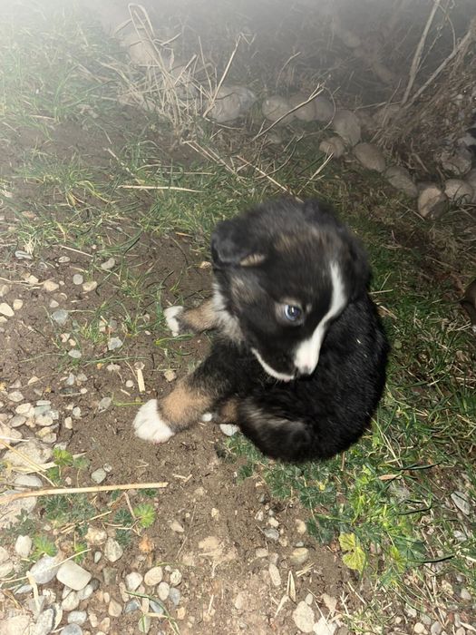 Красивые щенки, отдам даром.