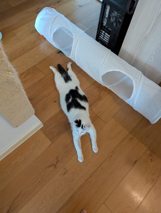 MuNa o miiiinunata pisica pentru adopție