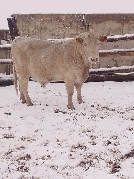 Бұқа бык сатылады подсос бычки