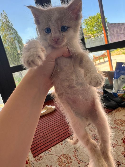 Отдам котенка в добрые руки