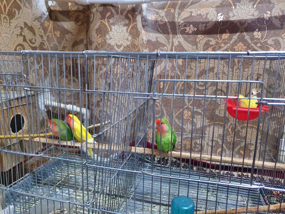 Неразлучники продаётся вся семейка