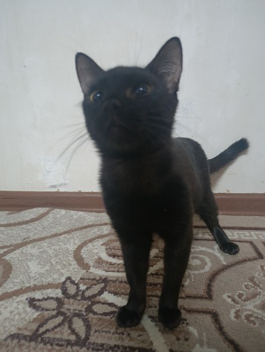 Отдам котенка(м)