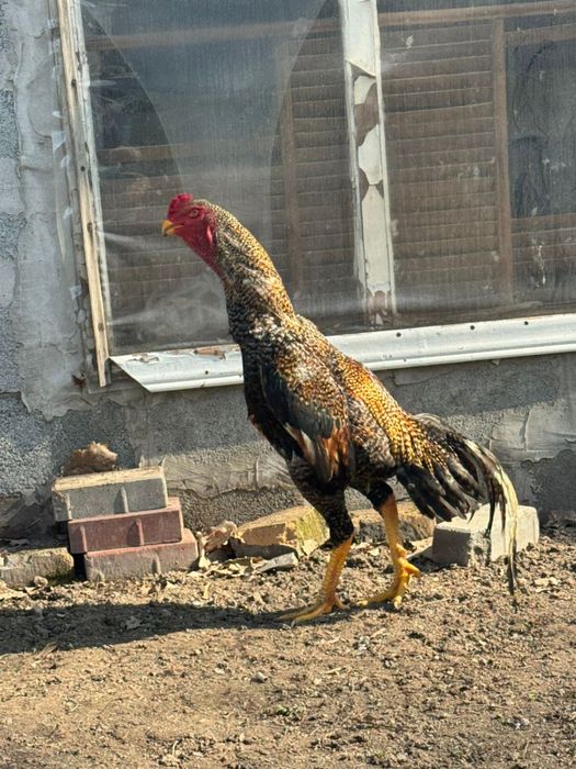 Дакан (бойцовский петух)