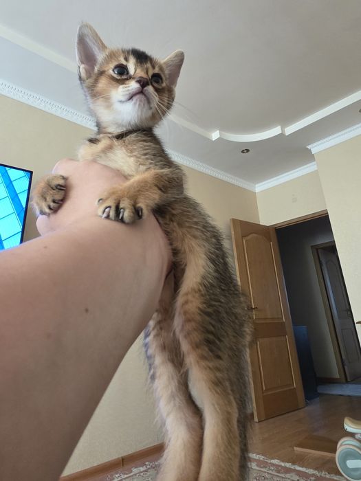 Абиссинский котенок