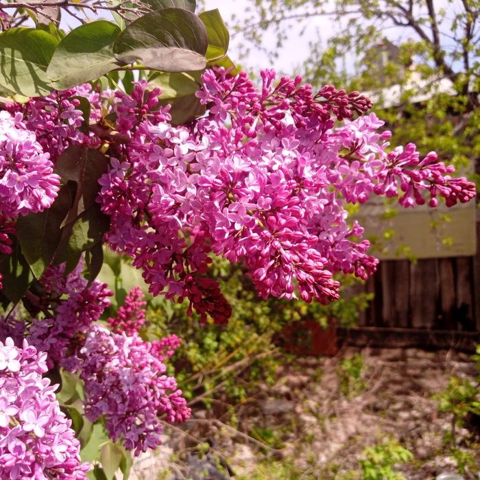 Сирень ароматная