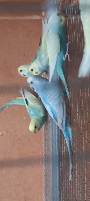 Радужныйлар  сотилади