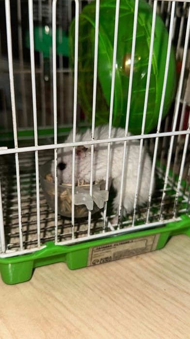 Джунгарский хомяк