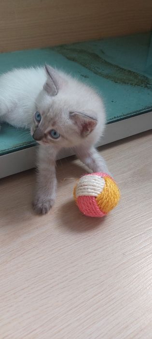 Котенок ищет дом ,2месяца 10дней