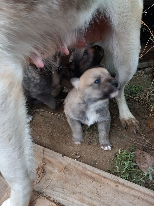 Подаряват  кученце  женско