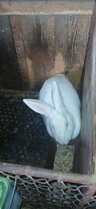 Iepuri din rasa hycole