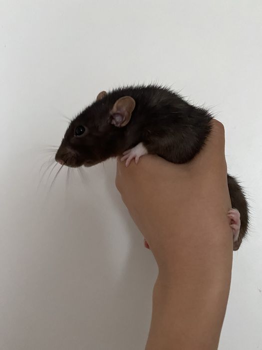 Крыса полностью ручная,отдается очень ласковая и добрая