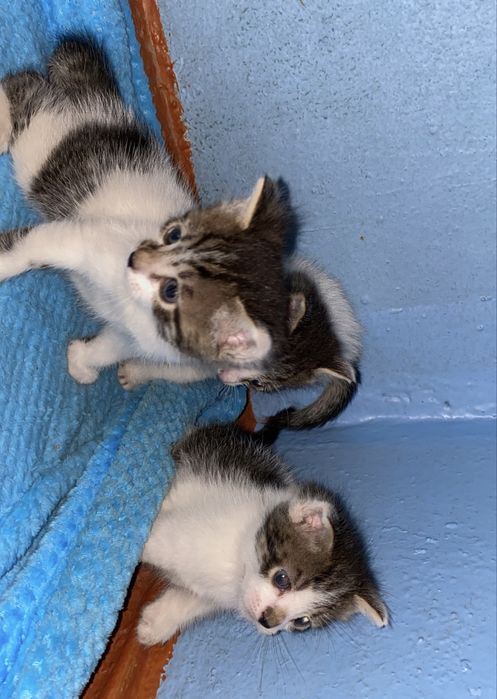 Котята Мальчики