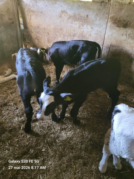 Vitei angus de vanzare