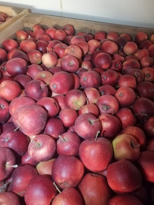 Mere polonia superr calitate