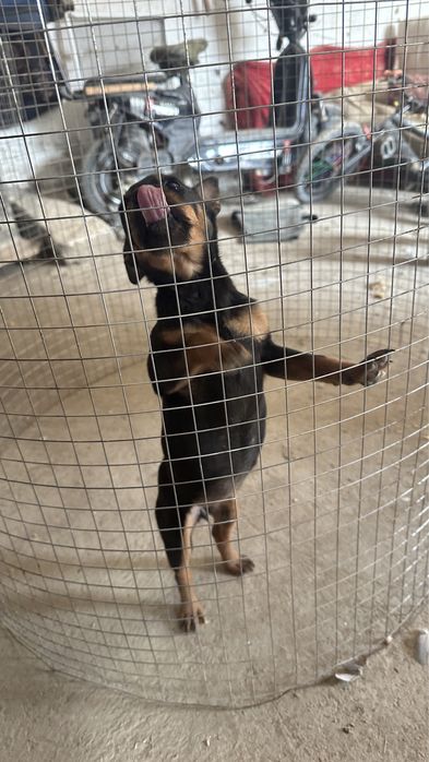 Ягдтерьер кушік сатылады