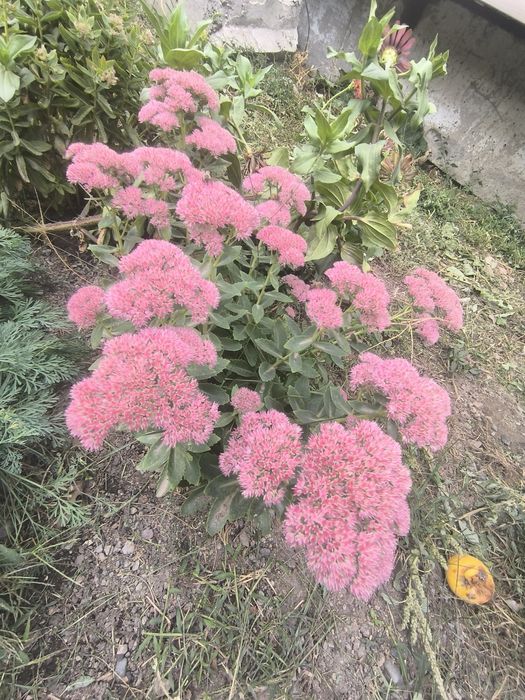 Садовые цветы  продам