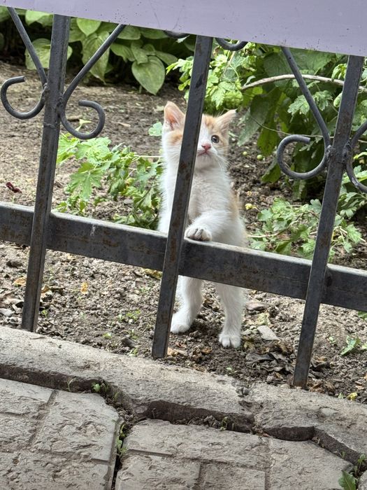 Отдам даром котят