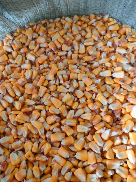 Продам кукурузу для рыбалки
