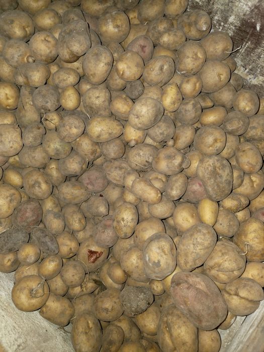 Домашняя картошка