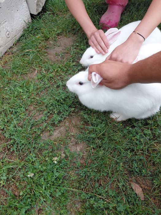 Iepuri albi, ochii albaștri cu negru, foarte frumoși, vârstă 5 luni