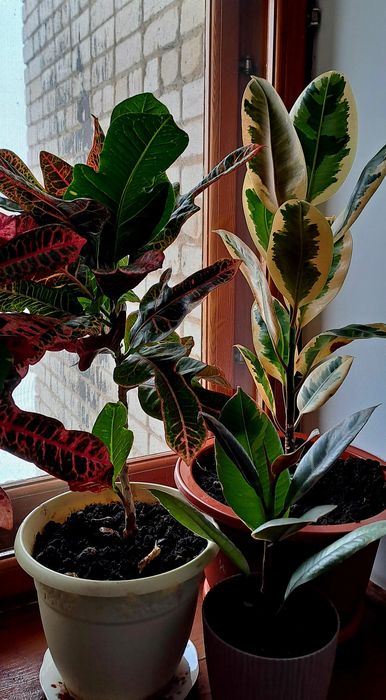 Продам фикусы разного сорта