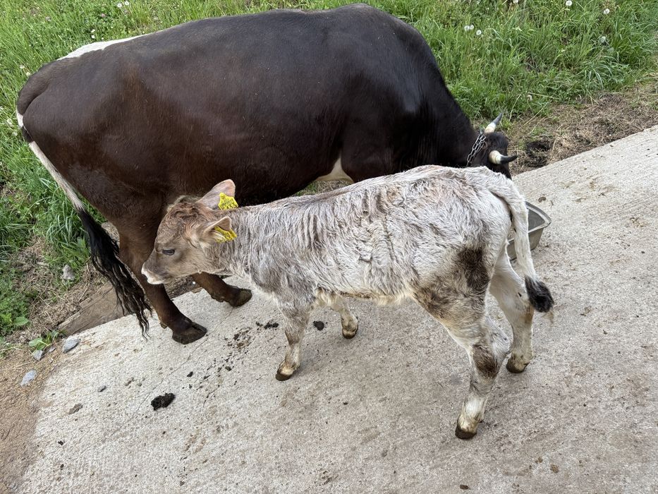 Vaca de vanzare cu vitel