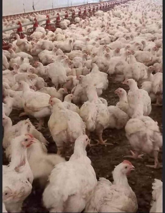 Pui de carne și rasa mixta